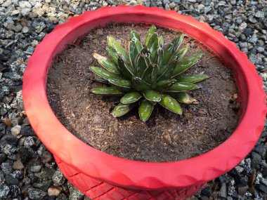 agave victoriae reginae küçük bitki