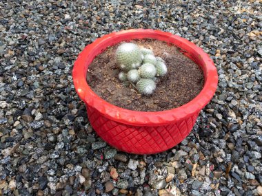 Mammillaria kaktüs bitkisi yakın plan.