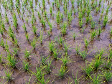 Yakın planda yeni pirinç bitkileri