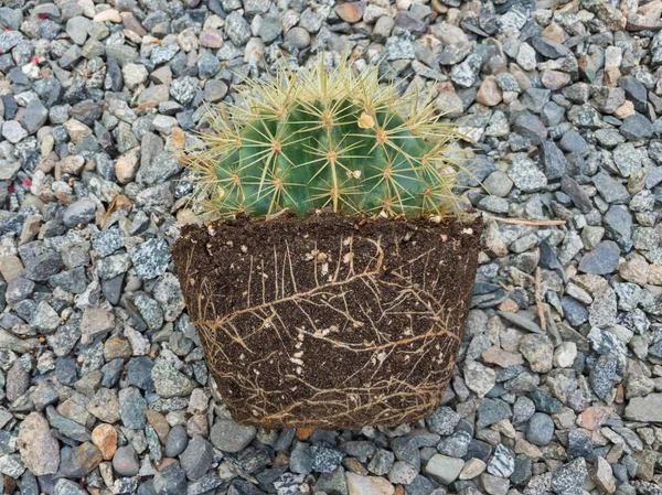 Guldfat Kaktus Med Bara Rötter — Stockfoto