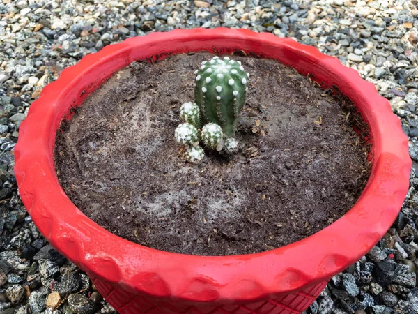 Vue Rapprochée Beau Cactus — Photo