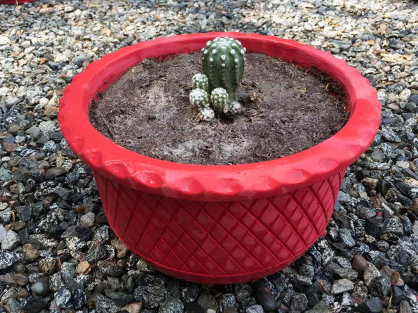 Liten Kaktus Röd Kruka — Stockfoto