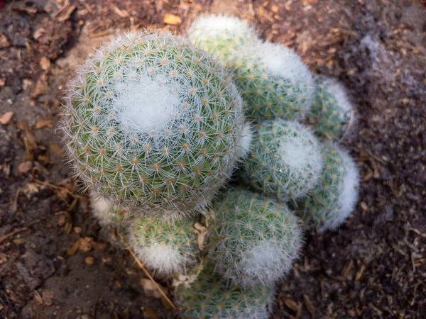 Vista Perto Mammillaria Cactus — Fotografia de Stock