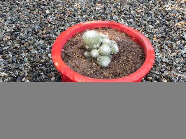 Mammillaria Cactus Planta Primer Plano — Foto de Stock