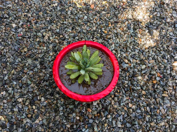 Vista Perto Uma Planta Impressionante Agave Macroacantha — Fotografia de Stock