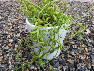 Senecio Peregrinus String of Dolphin or Dolphin plant in a white pot