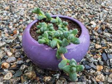 Corpuscularia lehmannii ice plant closeup