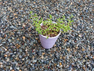 leggy succulent growing in a pot