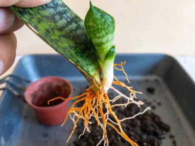Closeup of a sanseveria snake plant propagation from a single leaf