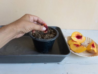Planting a peach seed in a pot