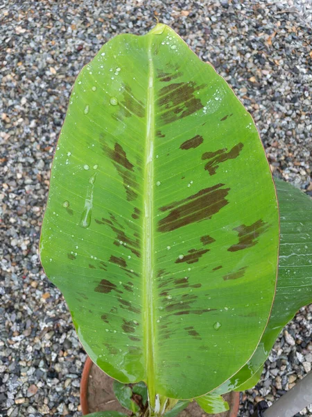 Dwarf banana tree leaf closeup view