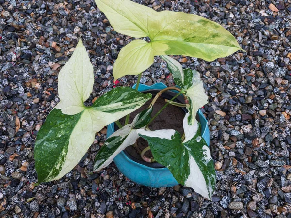 Closeup Syngonium Podophyllum Albo Planta Variegada Plantador Azul Céu — Fotografia de Stock