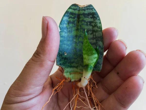 Sanseveria Slang Plant Voortplanting Van Een Enkel Blad — Stockfoto