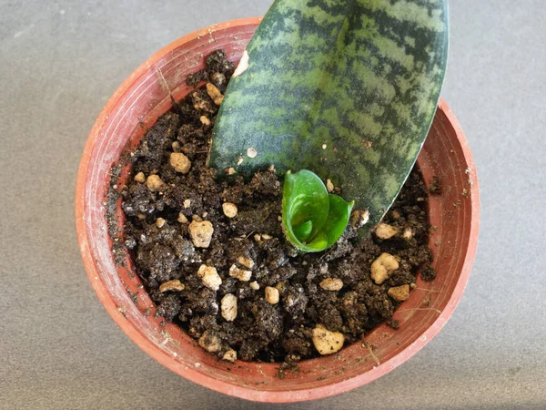 Growing snake plant in a small pot