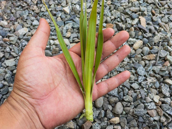 A dracaena marginata plant cutting in a hand closeup