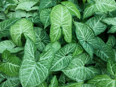 Arrowhead plant beautiful green leaves close up view clipart