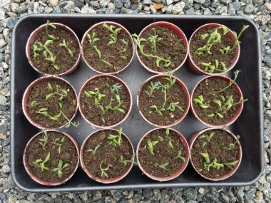 Büyüyen yunuslar dizisi Senecio peregrinus küçük plastik kaplarda kök kesimlerinden