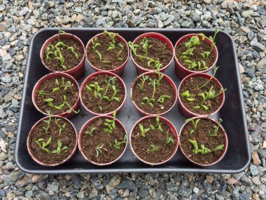 Bir dizi yunus üretiyor Senecio peregrinus küçük saksılardaki kök kesicilerden.