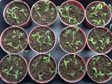 Yunuslar dizisi Senecio peregrinus kesiklerle büyüyor.