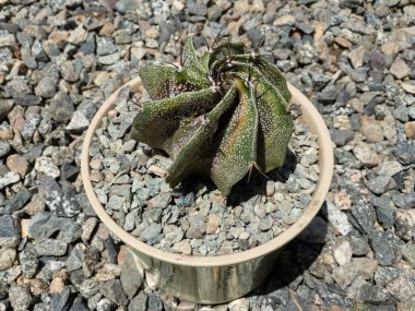 Kök çürümesi Astrophytum ornatum kaktüsü yakın plan.