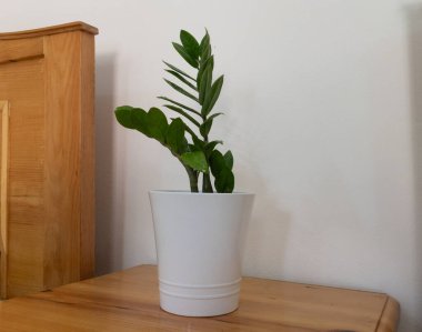 Zamioculcas zamiifolia güzel beyaz bir seramik tencerede