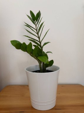 Zamioculcas zamiifolia yeşil bitkisine yakın çekim