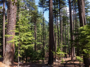 Kalam deodar orman manzarası