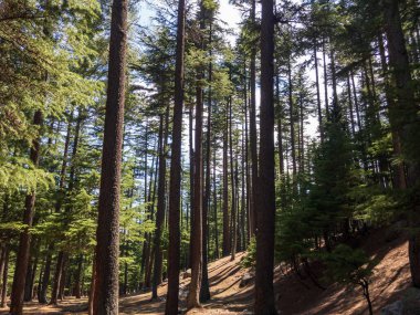Swat Kalam Vadisi 'ndeki doğal organik sedir ormanı.