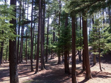 Kalam SWAT Vadisi Ormanı