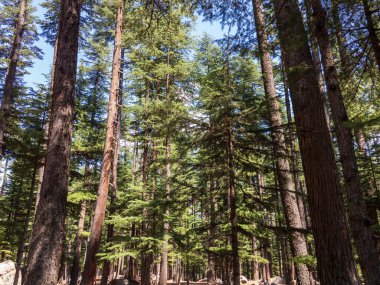 Kalam 'daki Ushu deodar ağacı ormanı.