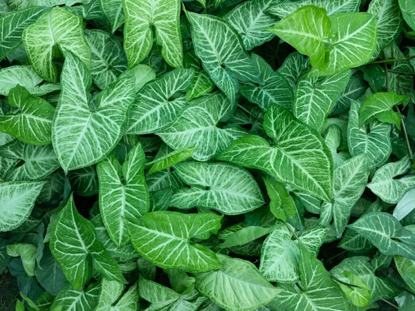 Gröna Blad Syngonium Podophyllum Växter Närbild — Stockfoto