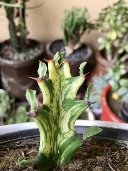 삼각법 Euphorbia Trigona Variegated Plant Closeup — 스톡 사진