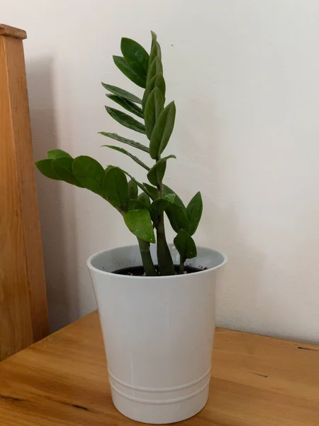 Zamioculcas Zamiifolia Tanaman Dengan Menarik Dan Mengkilap Dedaunan — Stok Foto