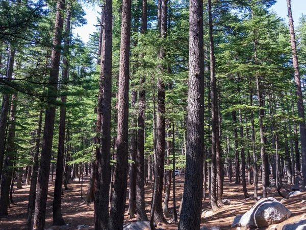 Cedar Forest Kalam Valley Swat Khyber Pakhtunkhwa Pakistan — Stock Photo, Image