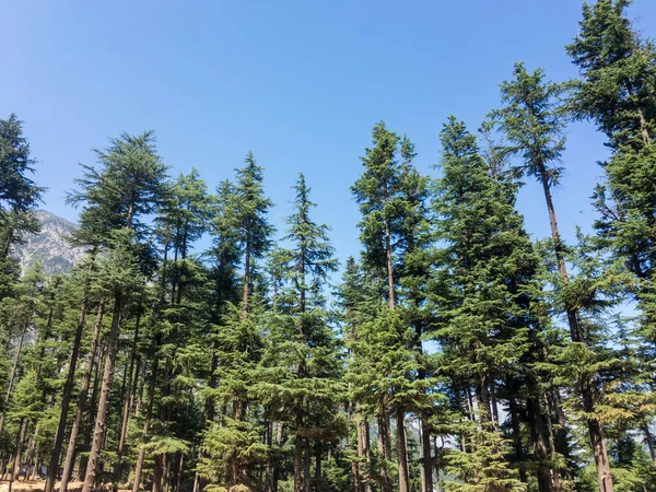 Lush Green Beautiful Cedar Forest Clear Blue Sky Background — Stock Photo, Image