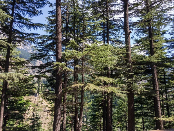 Kalam Swat Valley Cedar Forest — Stock Photo, Image