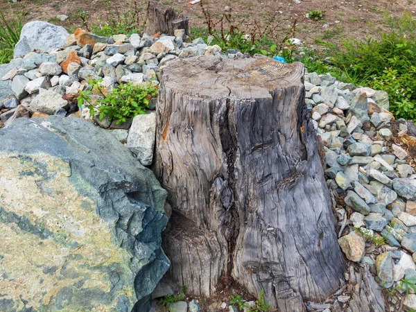 Närbild Gammal Stubbe Träd Efter Att Klippt Träd Skogen — Stockfoto