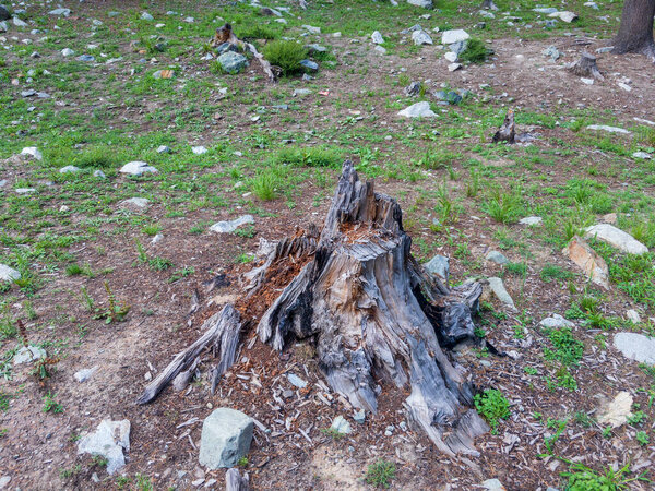 Stump of tree after cutting forest and deforestation in bluewater kalam swat