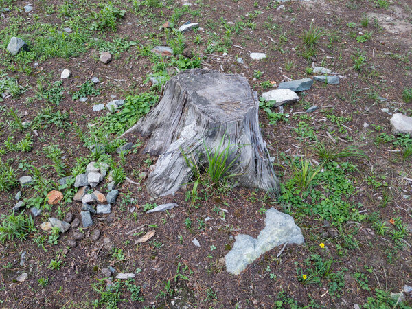 deforestation or Stump of tree after cutting the cedar tree in kalam swat