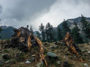 Ormanı kestikten ve ormansızlaştırdıktan sonra ağaç kütüğü