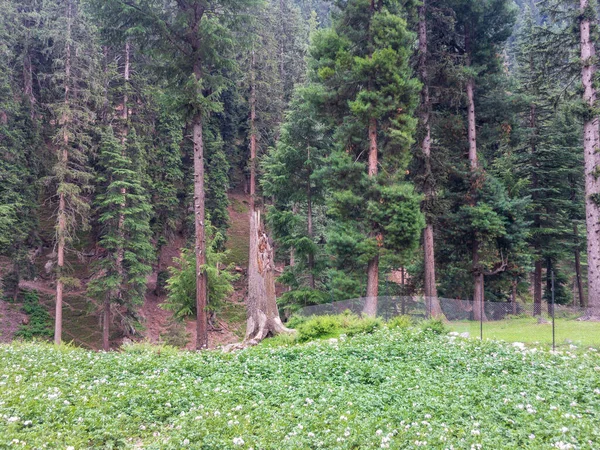 Pola Uprawne Ziemniaka Bluewater Kalam Swat Valley Paksitan — Zdjęcie stockowe