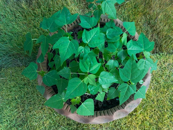 Plantas Mamão Crescendo Pote — Fotografia de Stock