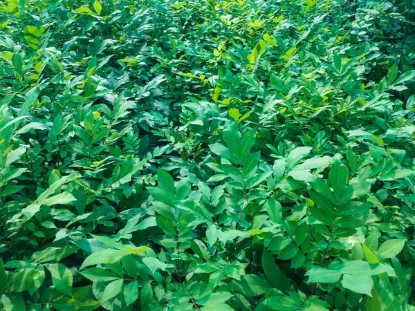 Abundância Plantas Pecan Pronto Para Plantação — Fotografia de Stock