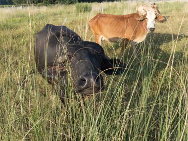 Genç dişi bufalo arka planda inekle çimenlerde saklanıyor.