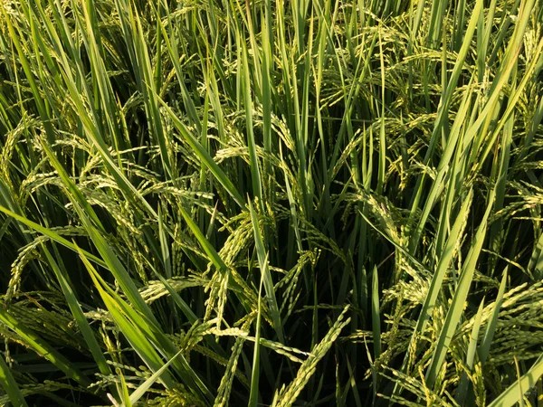 Cultivo Arroz Maduro Mudando Cor Para Dourado — Fotografia de Stock