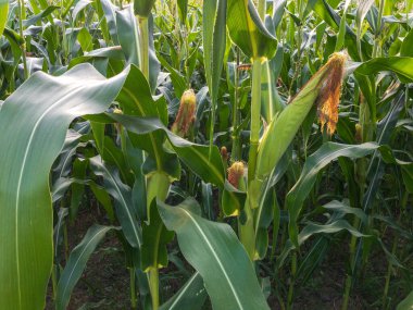 Bir mısır koçanı mısır tarlasına yakın çekim