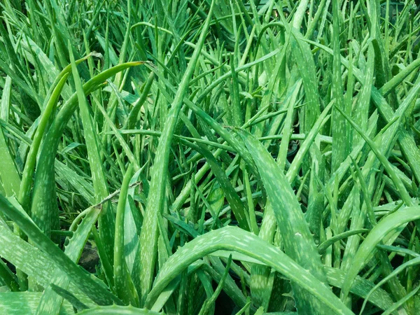 Birçok Aloe Vera Bitkisine Yakın Çekim — Stok fotoğraf