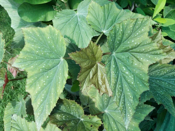 Vacker Begonia Växt Närbild — Stockfoto