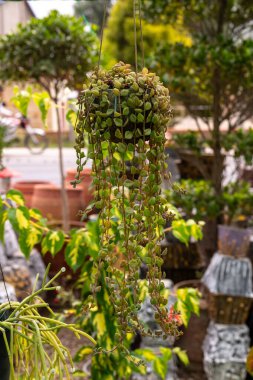 Kaplumbağa Dizisi (Peperomia prostrata) Sallanan Dekoratif Bir Tencerede Sallanan Sulu Ev Bitkisi