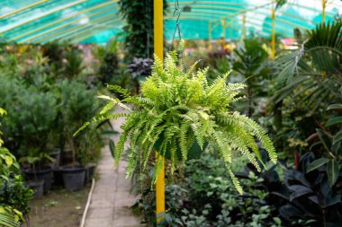 Nephrolepis 'Tiger Fern' Variegated Tiger Fern (Nephrolepis exaltata) in Hanging Basket, Sera Setting